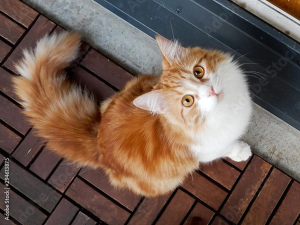 Obraz Curious ginger cat looking up at the camera.