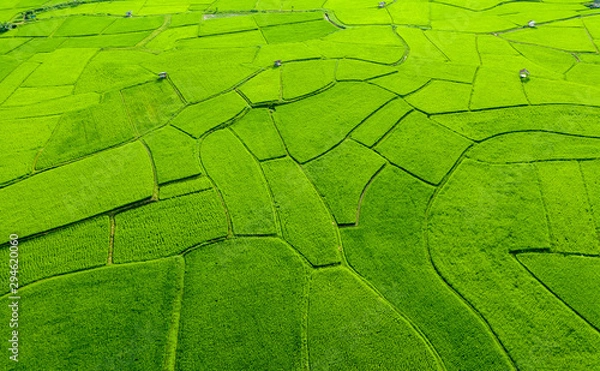 Fototapeta Aerial view of agriculture in rice fields for cultivation in Nan Province, Thailand. Natural the texture for background