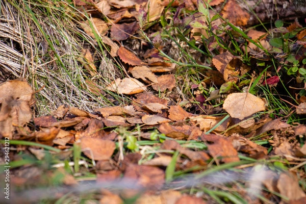 Fototapeta leaves on the ground 