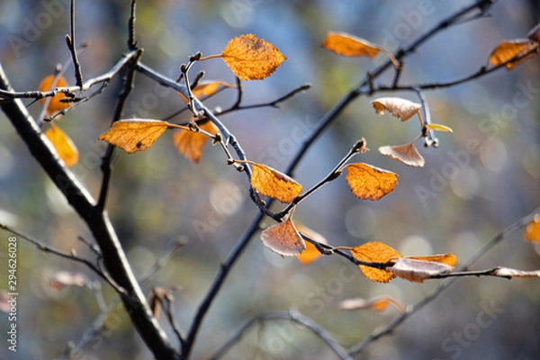 Fototapeta høstblader