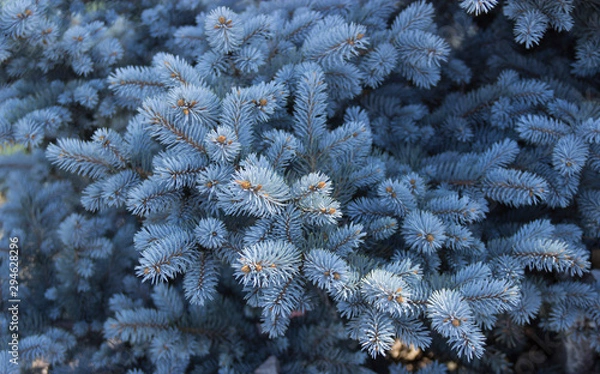 Fototapeta blue spruce for Christmas. The branches of the blue spruce close-up. New Year tree. Christmas tree