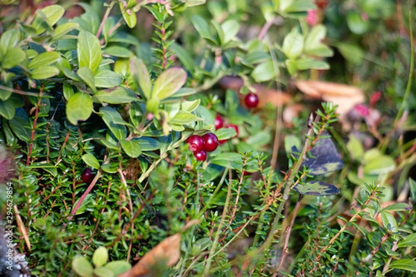 Fototapeta red berries