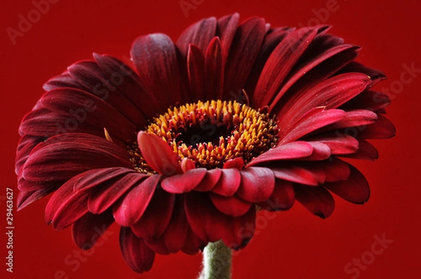 Obraz Gerbera