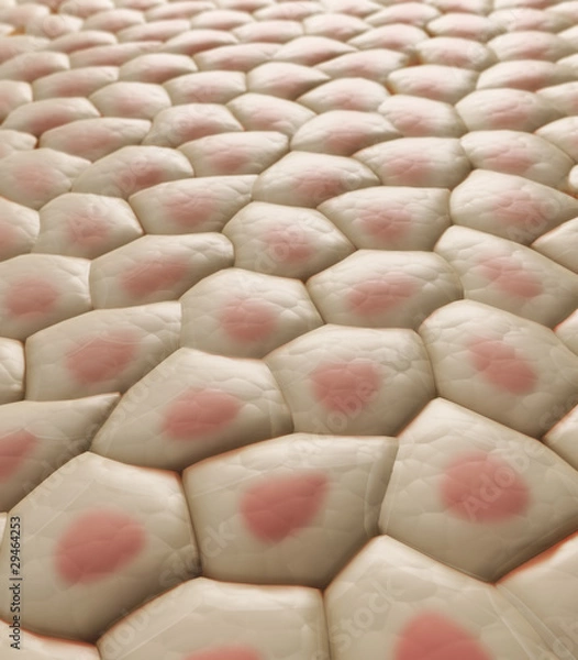 Obraz Skin tissue - CG illustration