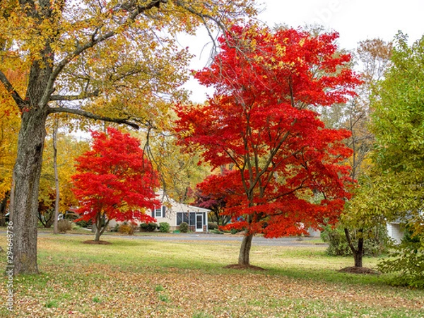 Fototapeta red maple trees in gardens in the fall