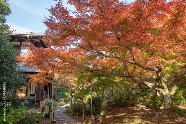 Fototapeta 青蓮院門跡