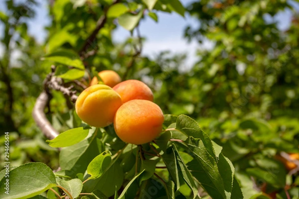 Fototapeta Fresh organic apricot tree