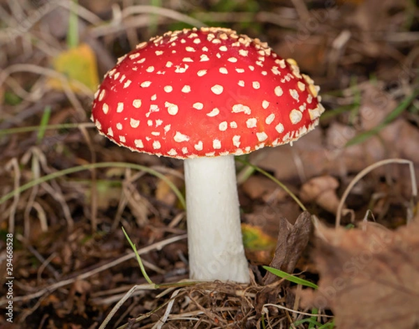 Obraz fly agaric in the forest