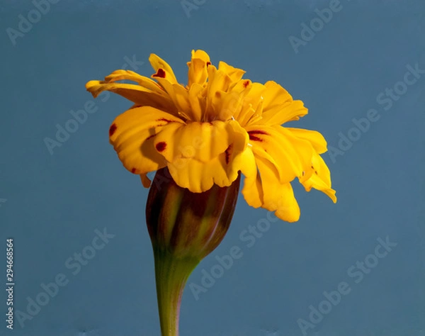 Obraz yellow flower on blue background