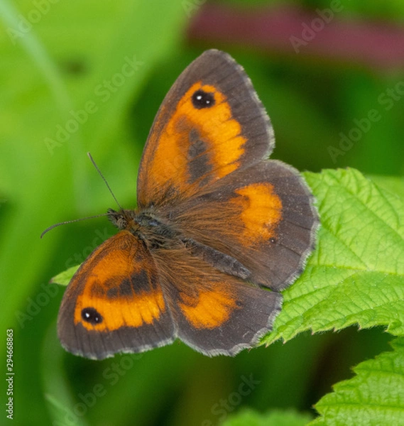 Obraz butterfly on flower