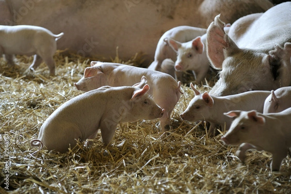 Obraz Sow and piglets in a pigsty