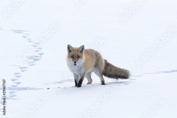 Obraz Fox Walking Across the Snow