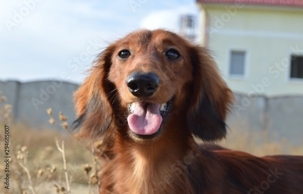 Obraz long-haired dachshund