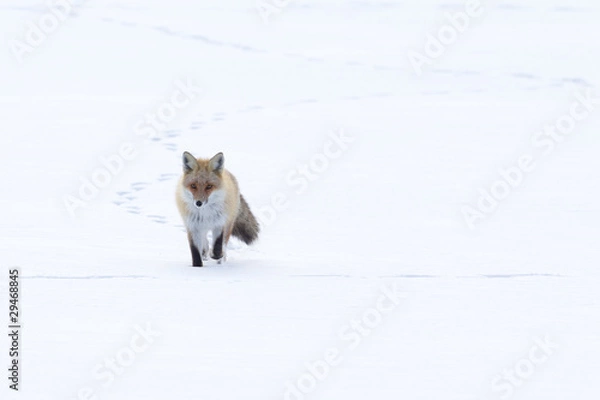 Obraz Fox Walking Across the Snow