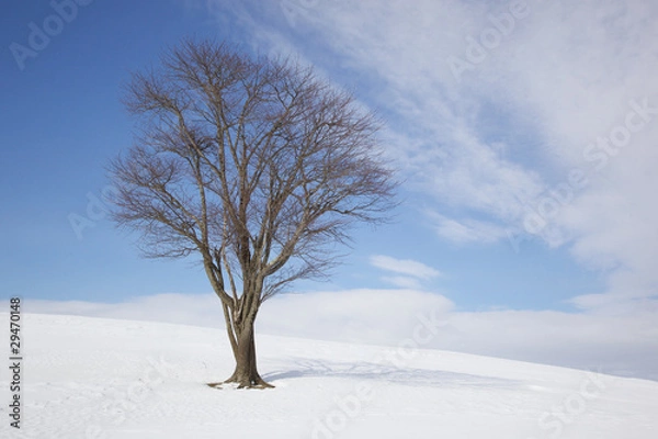 Fototapeta Tree in Wintertime