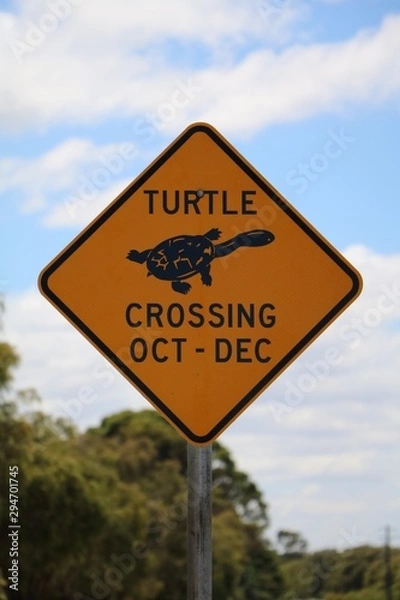Obraz Attention turtles cross the road from October to December, Australia