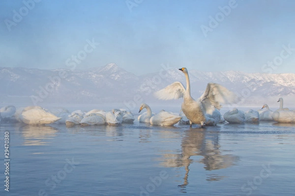 Obraz Swans in Water