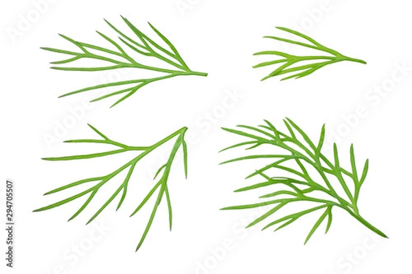 Fototapeta fresh dill isolated on white background. top view