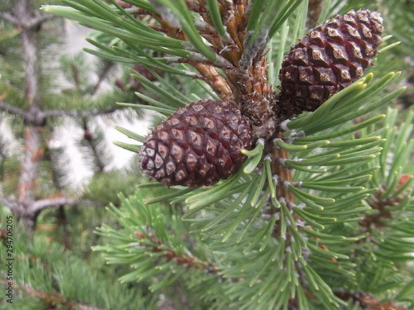 Obraz Tannenzapfen im Wald
