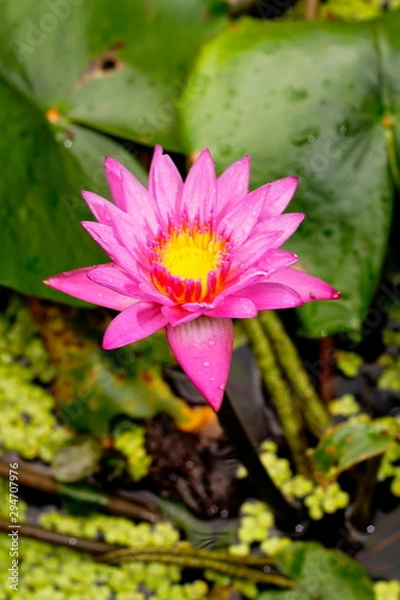 Fototapeta Lotus Flower