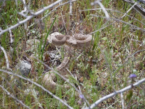 Obraz Coiled Rattlesnake in Undergrowth