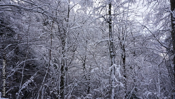 Obraz Wald im Winter mit Schnee