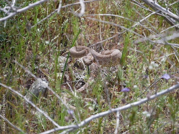 Obraz Hissing Coiled Rattlesnake