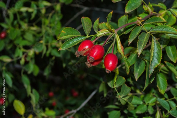 Obraz Red Dogrose berries against the background leaves. Ripe Dogrose Berries. Rosehip closeup. Soft selective focus.