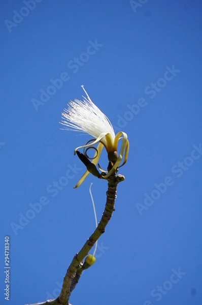 Obraz Blüte im Himmel