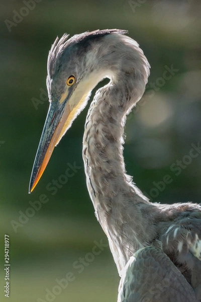 Obraz gray heron