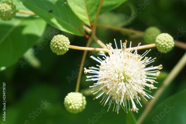 Obraz Wyjątkowy rozkwit