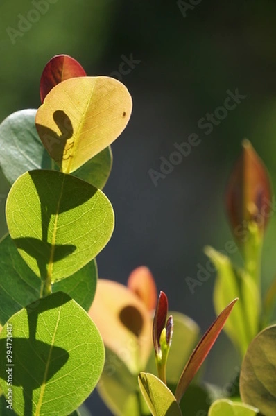 Obraz Nahaufnahme farbiger Blätter 