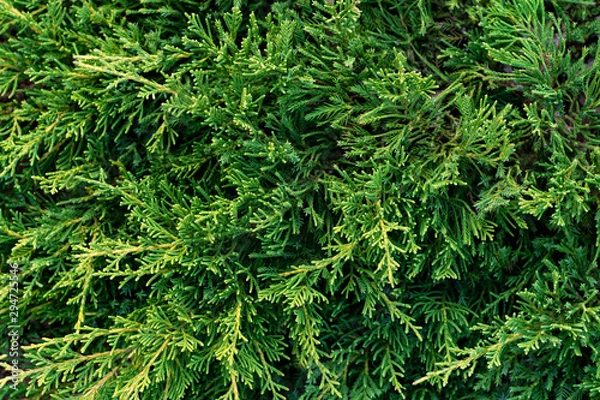 Obraz Green branches of juniper closeup. Natural background texture
