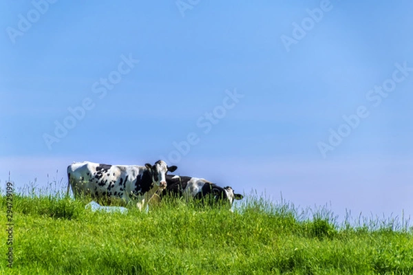 Obraz 北海道の牧場