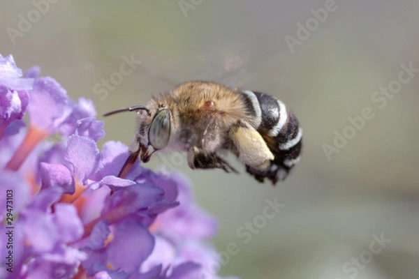 Obraz Blue banded Bee, Amegilla cingulata in flight