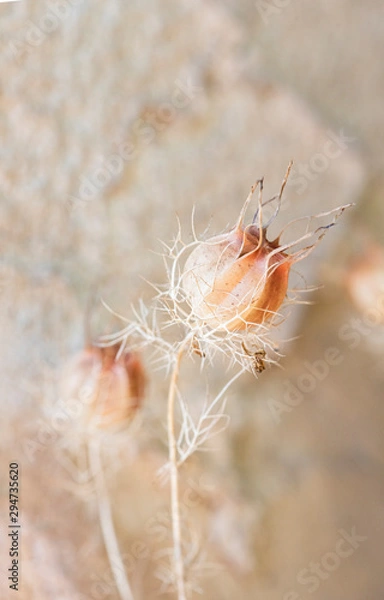 Obraz Dried Nigella Seed Pods, Dried Love in a Mist Seed Pods, beige round flower seed pods with delicate dried leaves