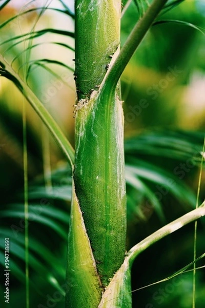 Obraz plant in garden