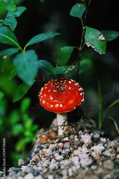 Obraz fly agaric mushroom in the forest