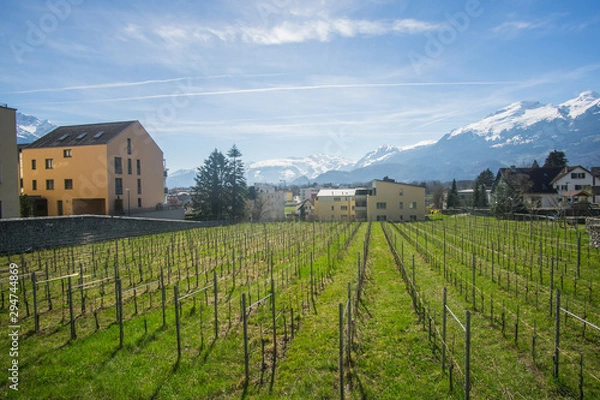 Fototapeta The beautiful vineyards outside of the  Cellars of the Prince of Liechtenstein Winery in Liechtenstein.