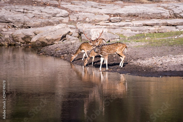 Obraz Deers are drinking water