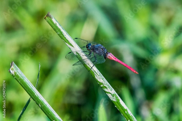 Obraz The grasshopper is resting at the work