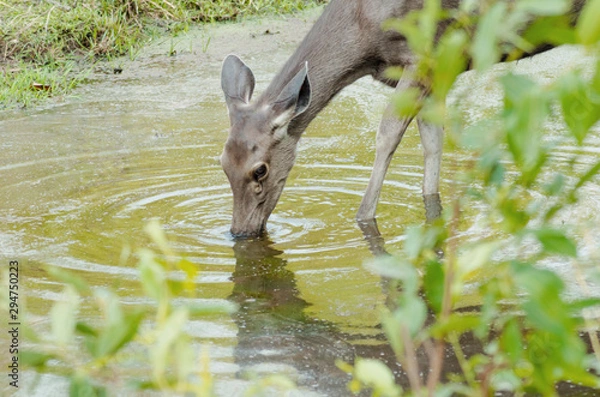 Obraz Thirsty deer drinking water