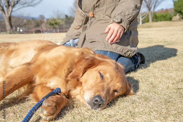 Fototapeta 世界の名犬牧場