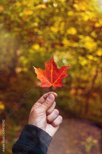 Obraz Man holding orange maple leaf in the beginning of autumn in canada., very blurred background, small depth of field