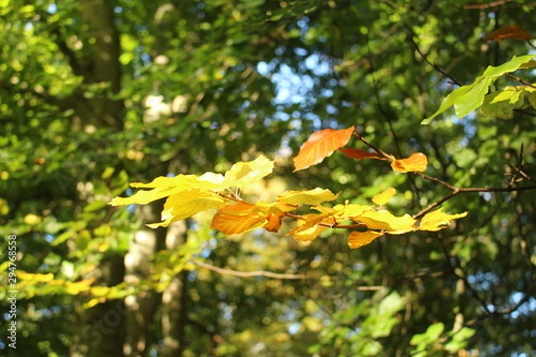 Fototapeta Herbst 19