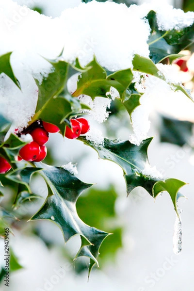 Obraz holly berries