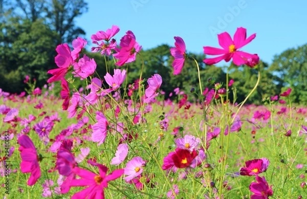 Fototapeta 秋　こすもす　空　風景　杤木