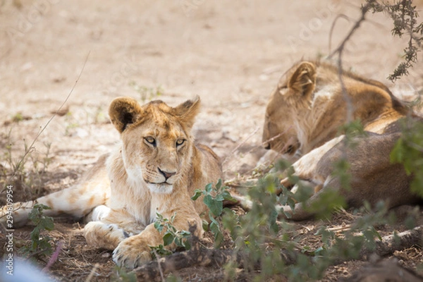 Obraz Lion cub resting in the Serengeti national park Tanzania