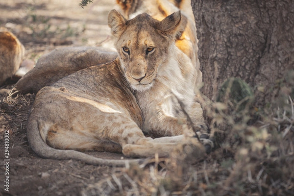 Obraz Lion cub resting in the Serengeti national park Tanzania