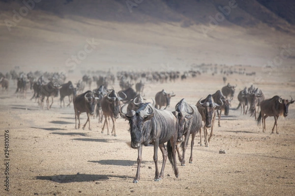 Fototapeta Herd of Gnu in the Ngorongoro crater Tanzania